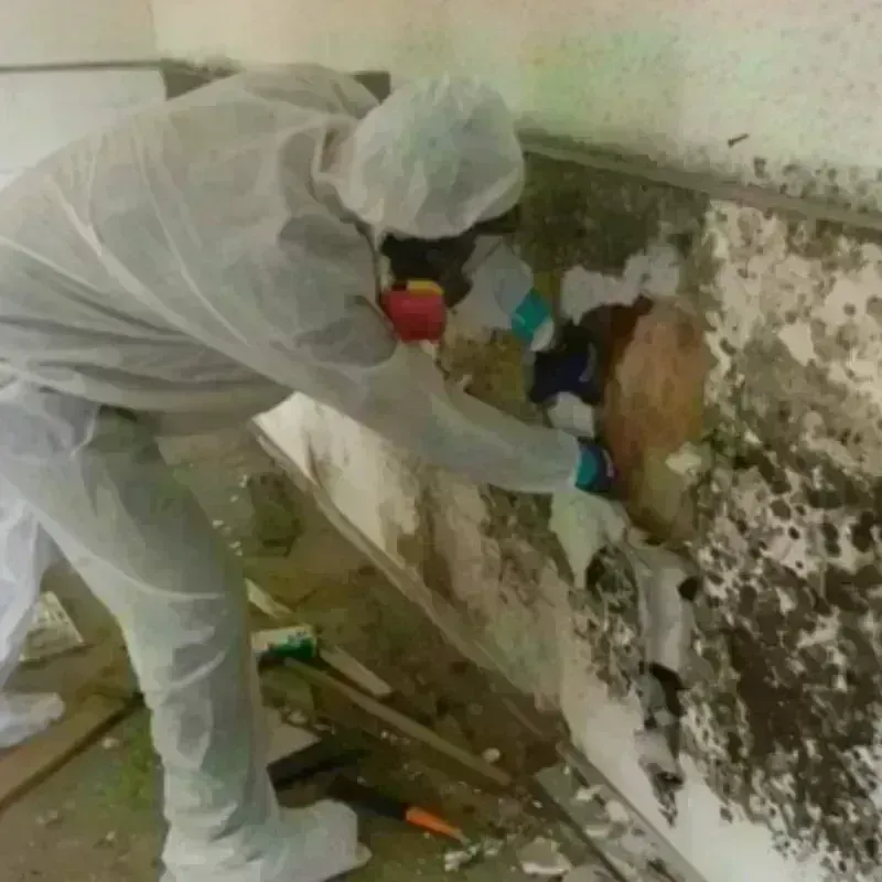 Mold Remediation and Removal in Goodman, MS